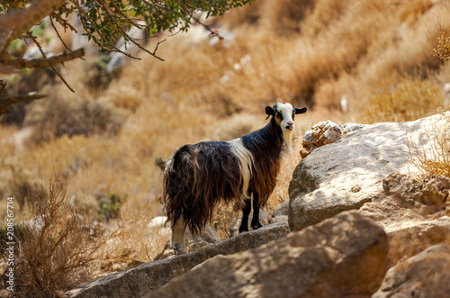 Goat in the mountains of Crete photo