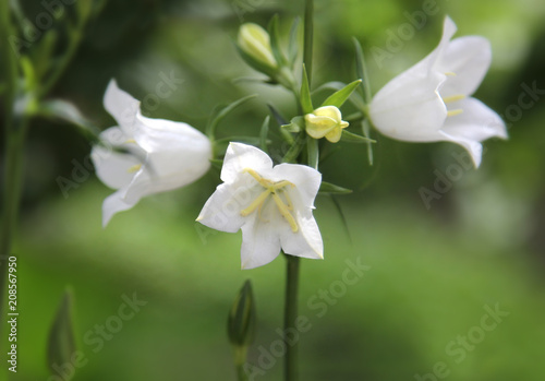 flower, white, spring, nature, flowers, green, blossom, plant, garden, bloom, orchid, yellow, macro, beautiful, daffodil, petal, flora, beauty, narcissus, leaf, summer, blooming, floral, isolated, col