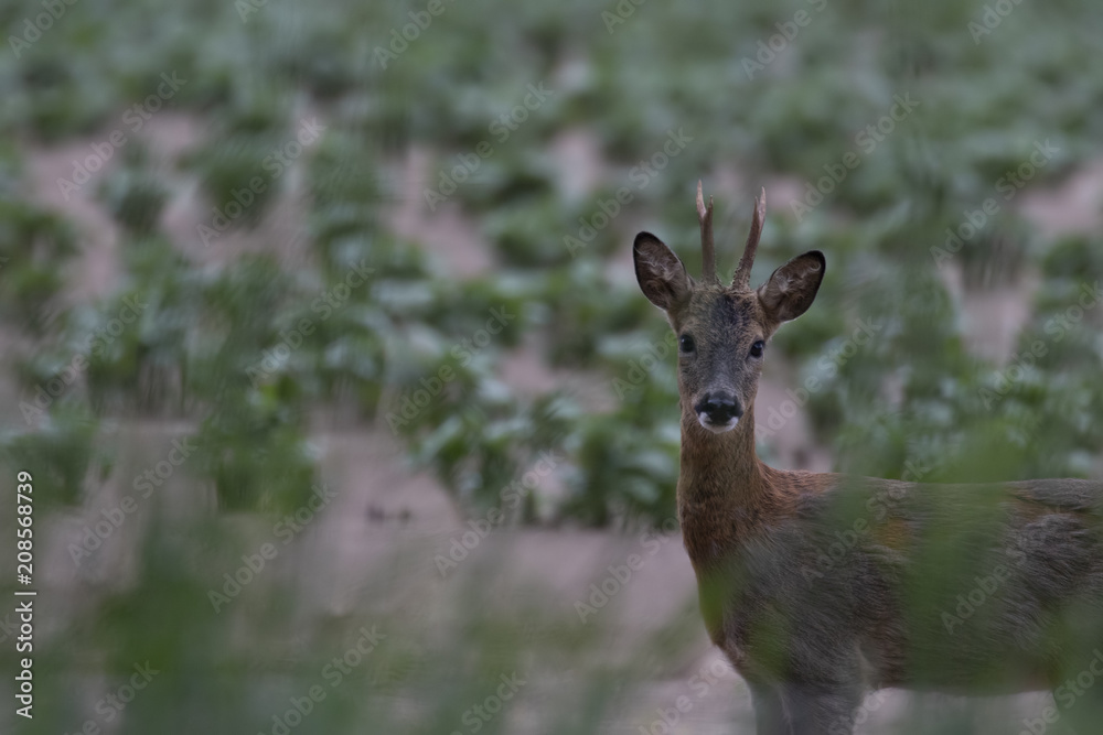 Roe deer, Capreolus capreolus, within a cutivated field feeding on hedge greens during the evening in morayshire, scotland. Roe deer, Capreolus capreolus, within a cutivated field feeding on hedge greens during the evening in morayshire, scotland.