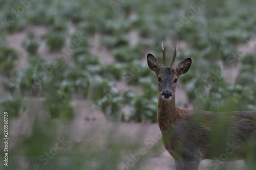 Roe deer, Capreolus capreolus, within a cutivated field feeding on hedge greens during the evening in morayshire, scotland. photo
