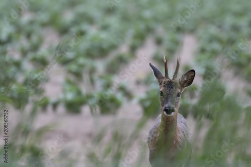 Fototapeta Naklejka Na Ścianę i Meble -  Roe deer, Capreolus capreolus, within a cutivated field feeding on hedge greens during the evening in morayshire, scotland.