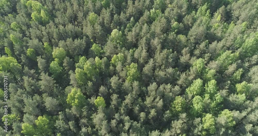 Aerial backward flight over mixed forest on a sunny summer day Aerial backward flight over mixed forest on a sunny summer day