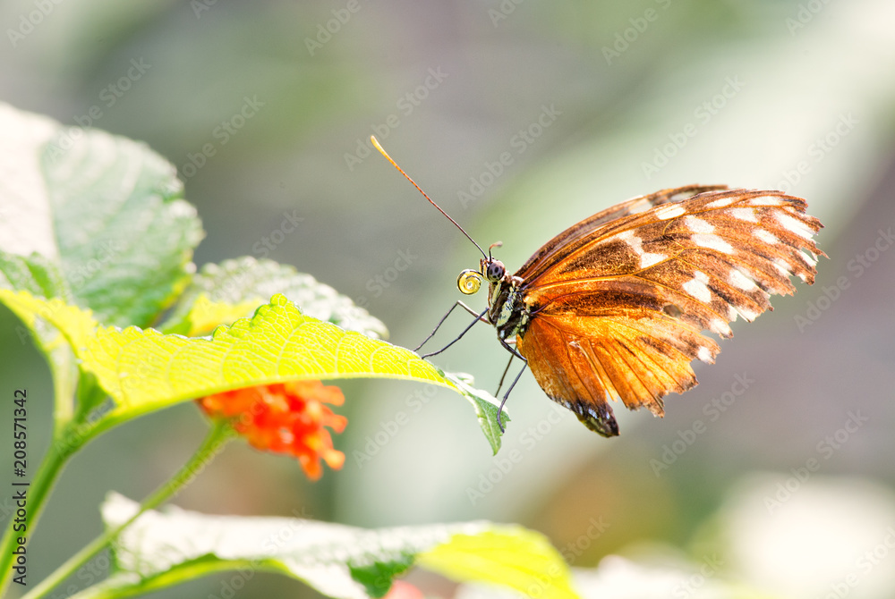 Obraz premium Tiger longwing - Heliconius hecale, beautiful orange butterfly from Central and South America forests.