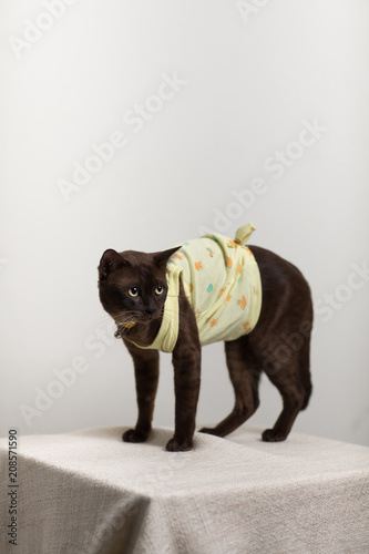 cat wear clothes tshirt sitting © 1827photography