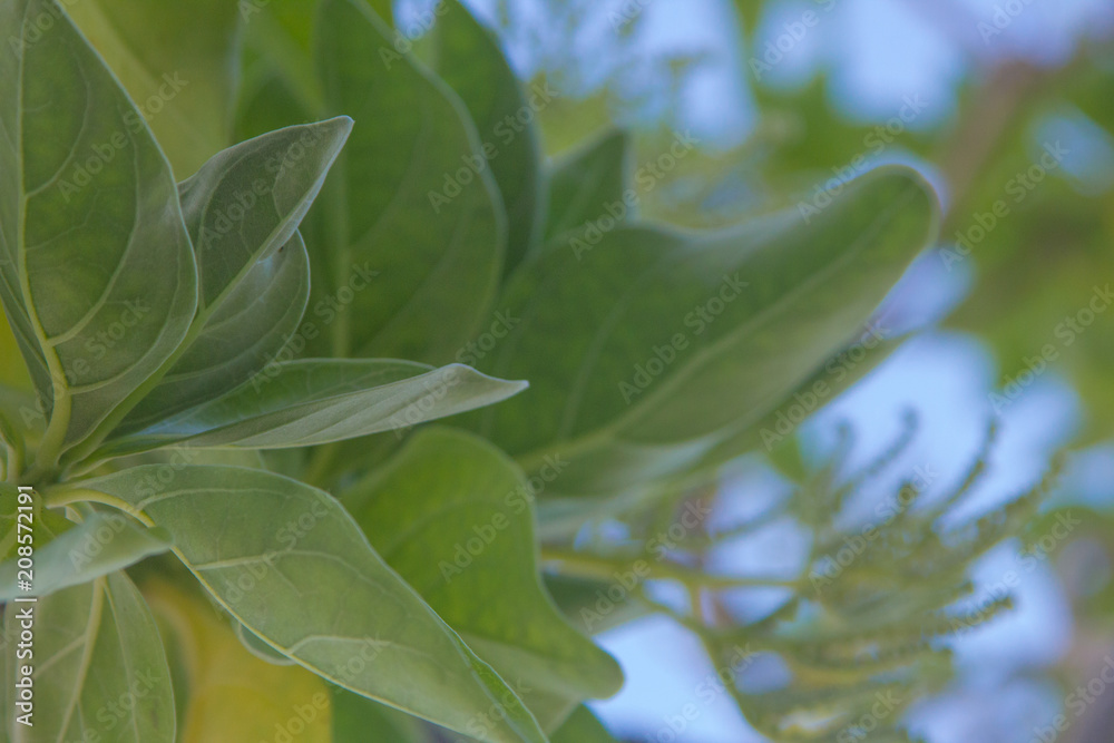 Obraz premium leaf, green, plant, nature, leaves, isolated, branch, white, herb, tree, fresh, garden, sage, closeup, food, macro, spring, plants, foliage, bush, growth, natural, ingredient, flora, botany