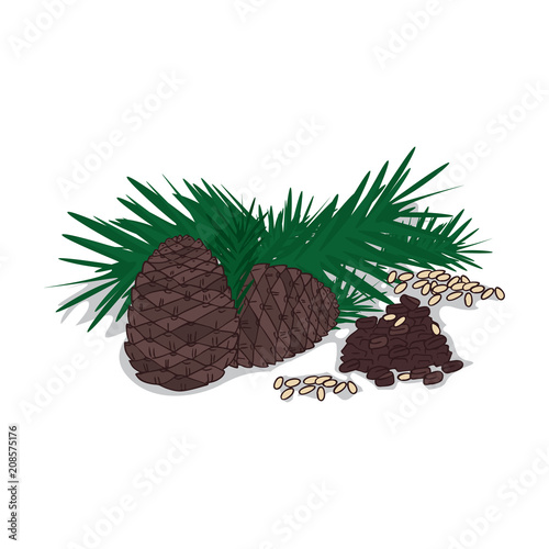 Isolated clipart of plant Pine nut on white background. Botanical drawing of herb Pine with seeds and leaves, nuts