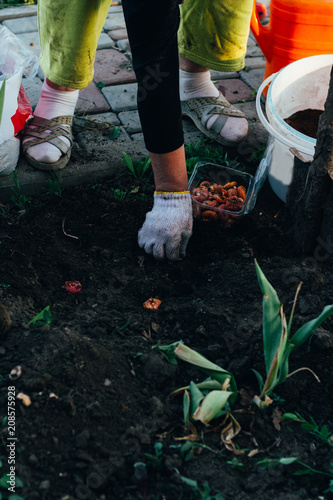 Woman farmer takes care of the plants on the plantation. farming