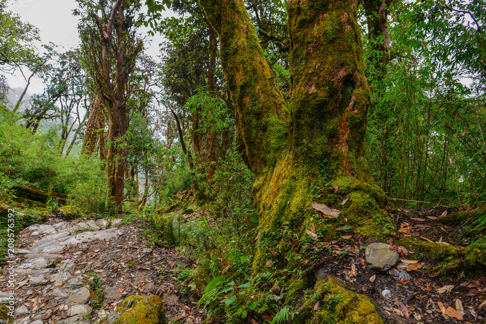 Mountain and forest scenery in Nepal Mountain and forest scenery in Nepal