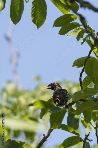 A starling bird on a nut branch.