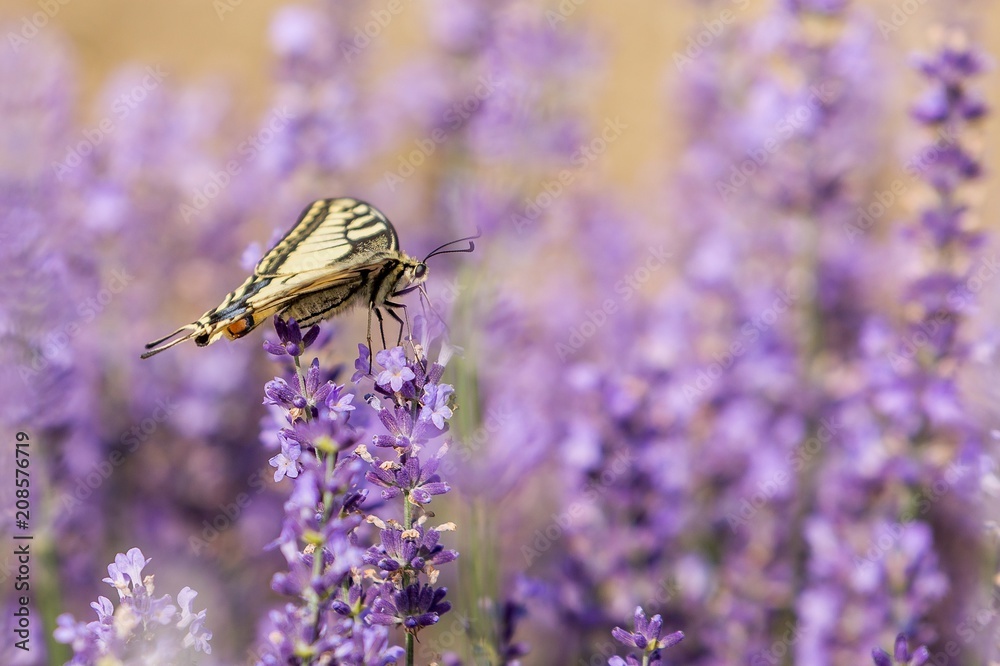 Butterfly flying over lavender flower, butterflies on lavender flower Butterfly flying over lavender flower, butterflies on lavender flower