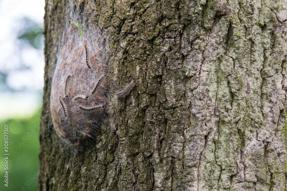 Procession caterpillar nest on the treen trunk of an oak tree Procession caterpillar nest on the treen trunk of an oak tree