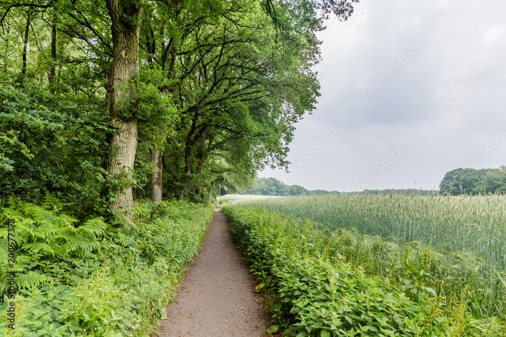 Landscape Dutch agriculture countryside with trees and rye field Landscape Dutch agriculture countryside with trees and rye field