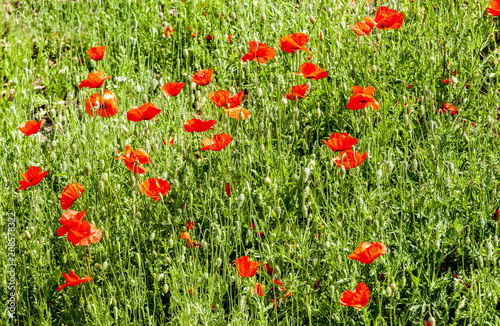 Fototapeta Naklejka Na Ścianę i Meble -  Mohnblumen