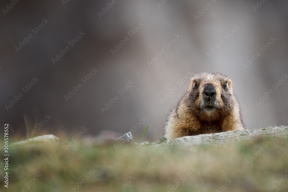Curious Adult Brown Alpine Marmot Close Up. Marmota Marmota ( Woodchuck ) In Central Asian Mountains.