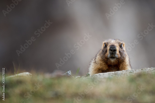 Obraz na płótnie Curious Adult Brown Alpine Marmot Close Up. Marmota Marmota ( Woodchuck ) In Central Asian Mountains.
w salonie