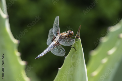 Libellula depressa - dragonfly sitting on a large aloe tree. photo