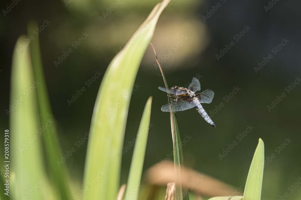 Libellula depressa - dragonfly sitting on a reed leaf. Libellula depressa - dragonfly sitting on a reed leaf.