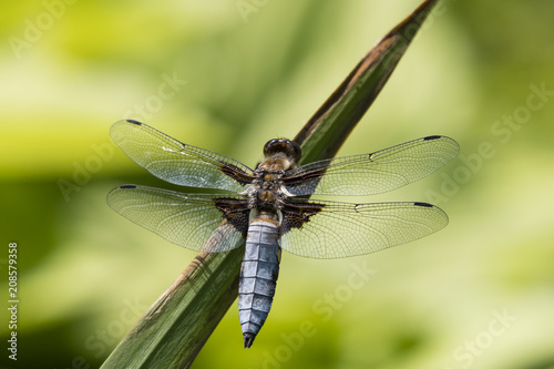 Libellula depressa - dragonfly sitting on a reed leaf.