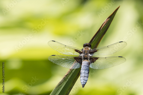 Libellula depressa - dragonfly sitting on a reed leaf.
