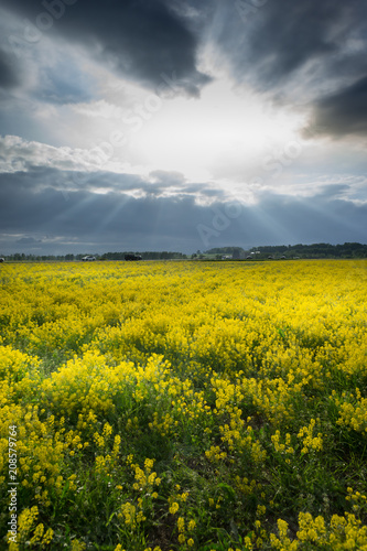 Cloudy sky over a rapeseed field at countryside. Rural scene. Blooming rape field.