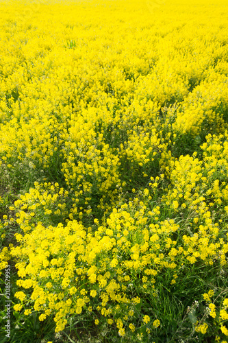 yellow field with oil seed rape in early spring © Mak