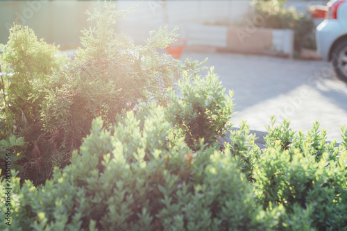 Green bush leaves background is a boke from natural light.Golden light from the sun. in the background is a car photo