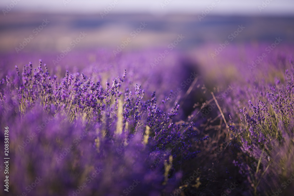 Fototapeta premium beautiful lavender field at sunset