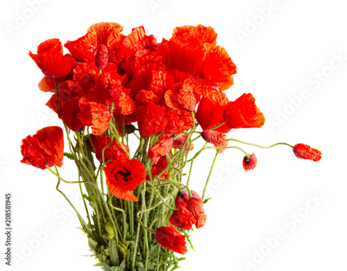 Fototapeta Naklejka Na Ścianę i Meble -  Bouquet of poppy flowers