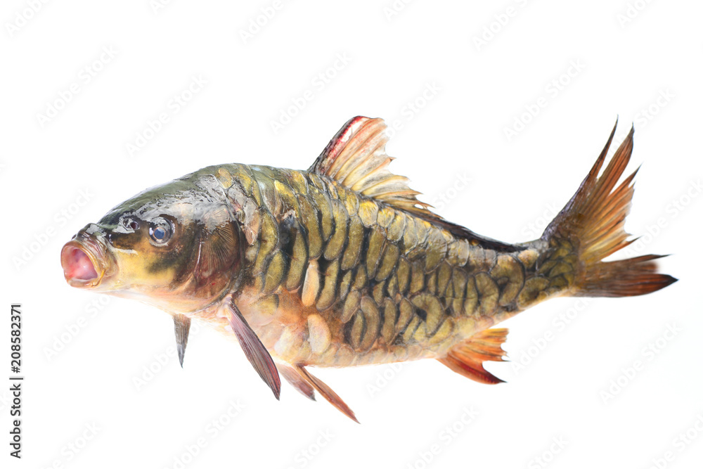 Fish carp Fish carp