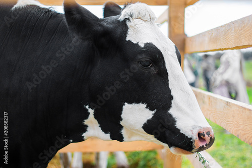 White and black, cow, cattle, farm, breed, animal, photo