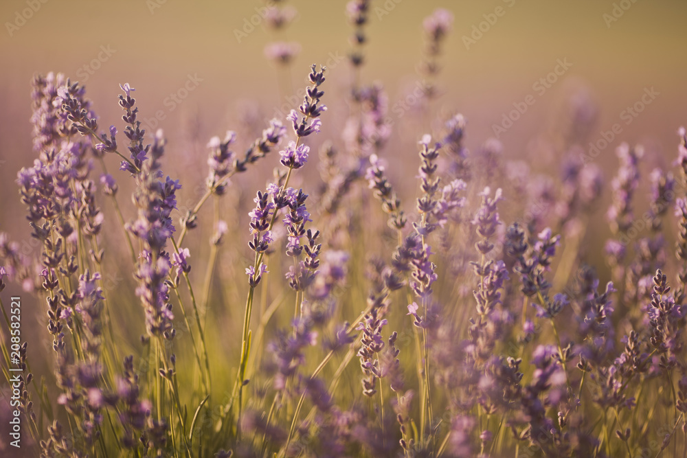 Naklejka premium beautiful lavender field at sunset
