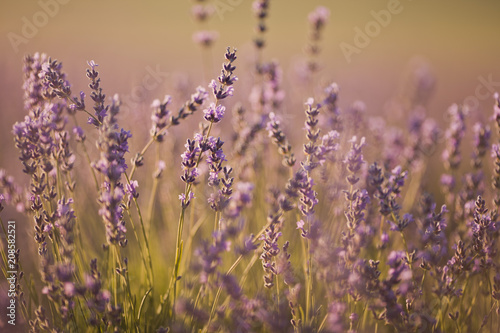 beautiful lavender field at sunset