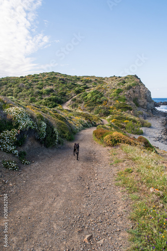 Photograph of a dog by the horse trail on the coast of Menorca, Spain.