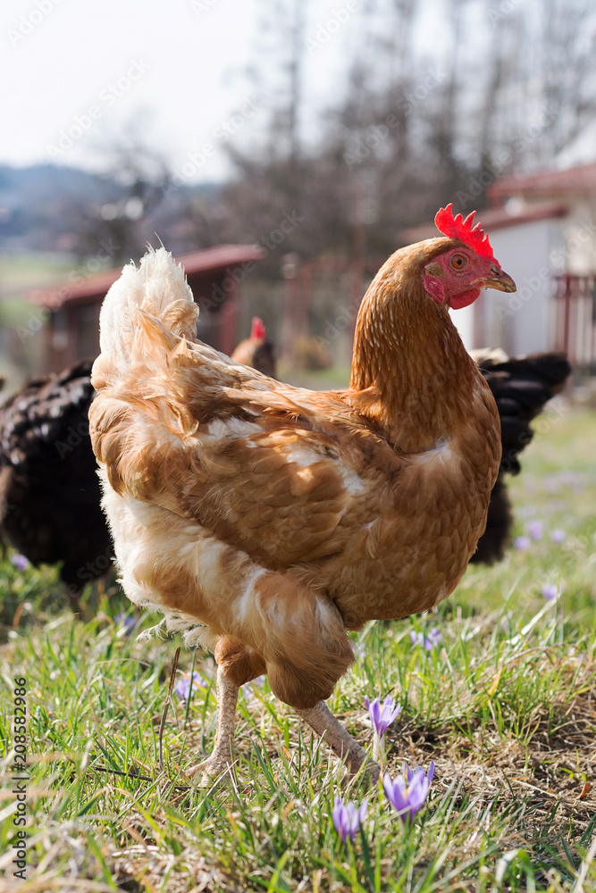 Fototapeta premium Chicken on free range farm