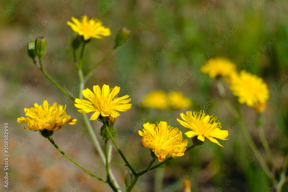 Żółty kwiat polny - jastrzębiec (Hieracium) Stock Photo | Adobe Stock