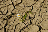 Spękana ziemia podczas suszy i samotny biały kwiatek