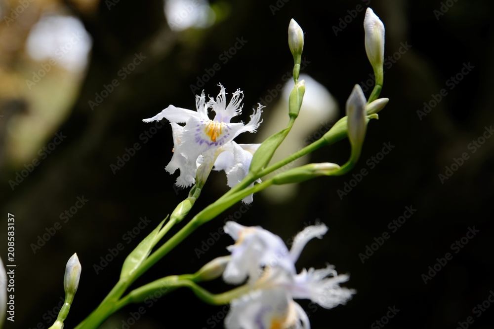 花の接写写真 花の接写写真