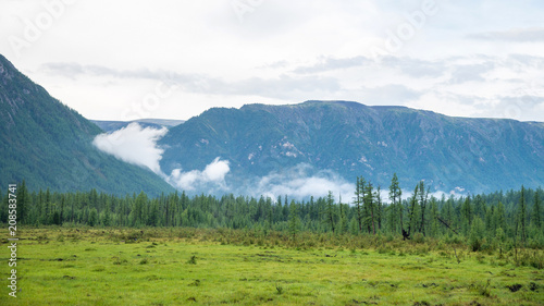 Meadow, fir forest and mountains in cloudy weather, wide panorama. Russia, Siberia, Eastern Sayan. Buryatia.
