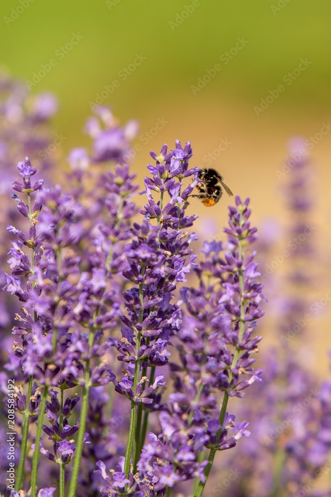 honeybee flying over lavender flower, honeybee pollinating lavender flower