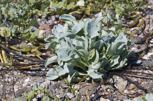 Oysterleaf (Mertensia maritima). Known as Oysterplant and Sea bluebells also. photo