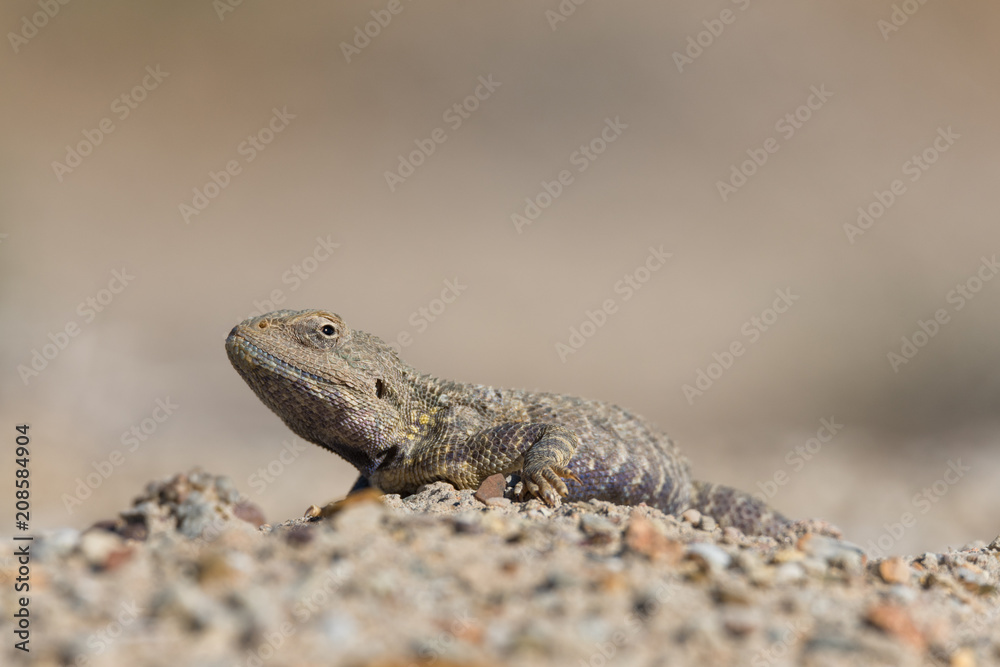 Trapelus Sanguinolentus, Lizard From The Family Of Agama. Steppe Agama.Large Steppe Lizard Trapelus Sangoinolentus Is Heated On The Sand.
Altyn-Emel National Park, Aktau Mountains, Kazakhstan