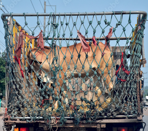 The cows were transported to cow market by old truck. photo