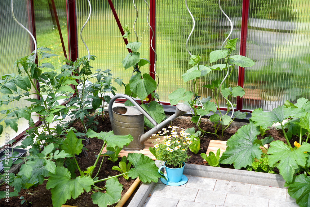 Gemüseanbau im Gewächshaus im Garten Stock Photo Adobe Stock