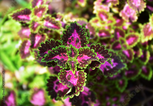 The pink  purple and green leaves are strange and beautyful. Focus at centre  other part is blurred. There is clipping path around centre group of leaves