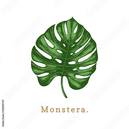 Vector palm leaf illustration on white background.Poster with Monstera.