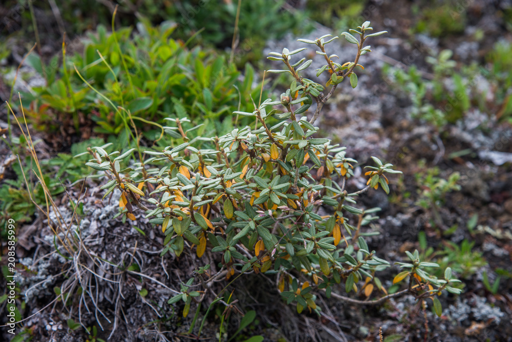 Fresh Rhododendron Adamsii. Sagan-Dale, Sagaan Dali, White Wing, Shandala. Medical tea growing in mountains of Siberia, Russia, Buryatia Fresh Rhododendron Adamsii. Sagan-Dale, Sagaan Dali, White Wing, Shandala. Medical tea growing in mountains of Siberia, Russia, Buryatia