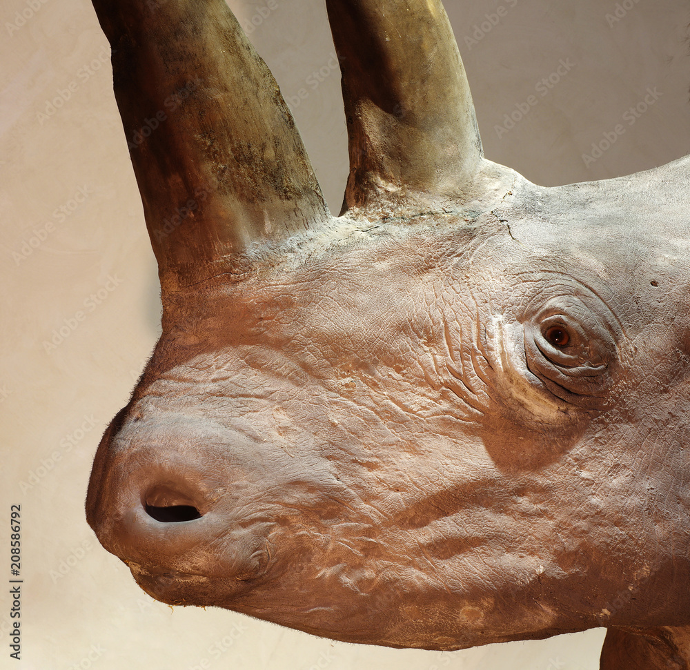 Obraz premium rhinos head taxidermy object detail