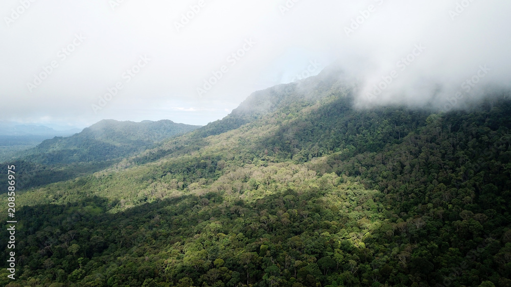 Forest from above. Aerial photo rainforest trees 