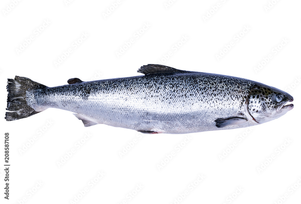 Obraz premium Salmon fish isolated on white background. Fresh wild salmon isolated on a white. Fresh whole salmon. Empty space for text. Copy space.