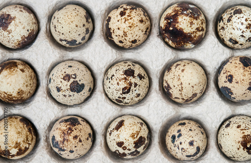 Quail eggs in the package, top view.